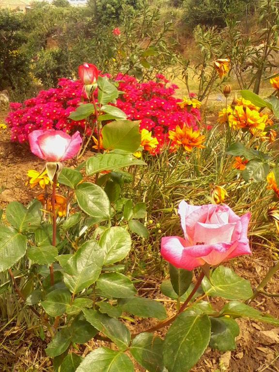 Farm Stay Gli Oleandri Loiri Porto San Paolo Luaran gambar