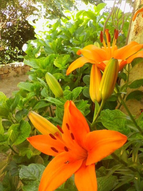 Farm Stay Gli Oleandri Loiri Porto San Paolo Luaran gambar