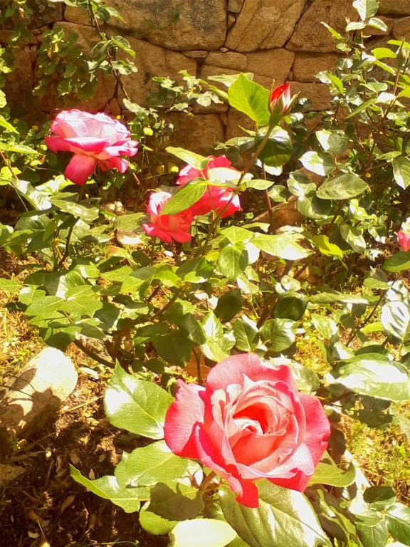 Farm Stay Gli Oleandri Loiri Porto San Paolo Luaran gambar
