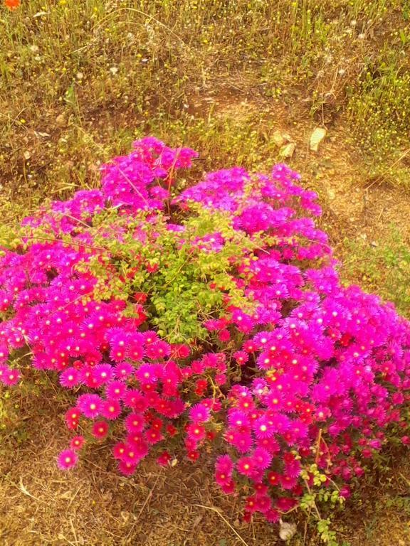 Farm Stay Gli Oleandri Loiri Porto San Paolo Luaran gambar